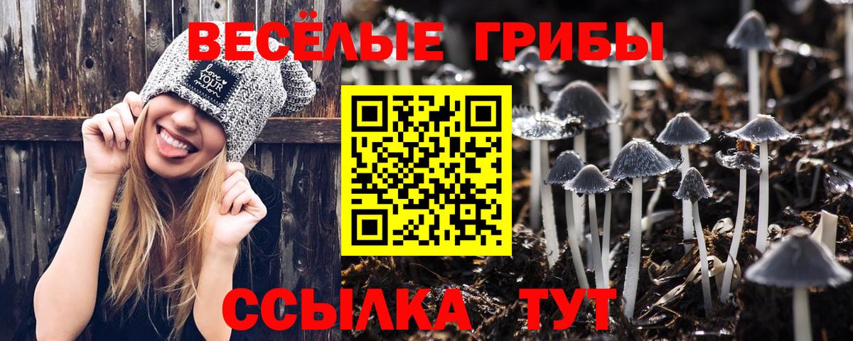 Галлюциногенные грибы Psilocybine cubensis Кемерово